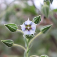 <i>Trichodesma zeylanicum</i>  (Burm.f.) R.Br.